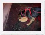 DogsDineVI11 * Here's a shot of dinner.  Better look fast, Rheia's hungry! * 2272 x 1704 * (769KB)