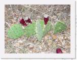EnchantedRock37 * Blooming cactus. * 2272 x 1704 * (759KB)
