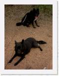 EnchantedRock44 * What gorgeous Schipperke mixes! * 1704 x 2272 * (759KB)