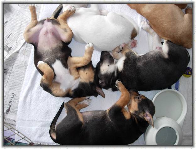 You have reached the last slide