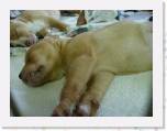 MorePuppies02 * Helios is s mean sleeper! * 2272 x 1704 * (736KB)