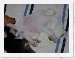 MorePuppies06 * Kalypso got some ant bites on her tummy.  :( * 2272 x 1704 * (653KB)