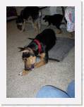 Ranger04 * He likes the pillow as much as he likes the nylabone. * 1704 x 2272 * (677KB)
